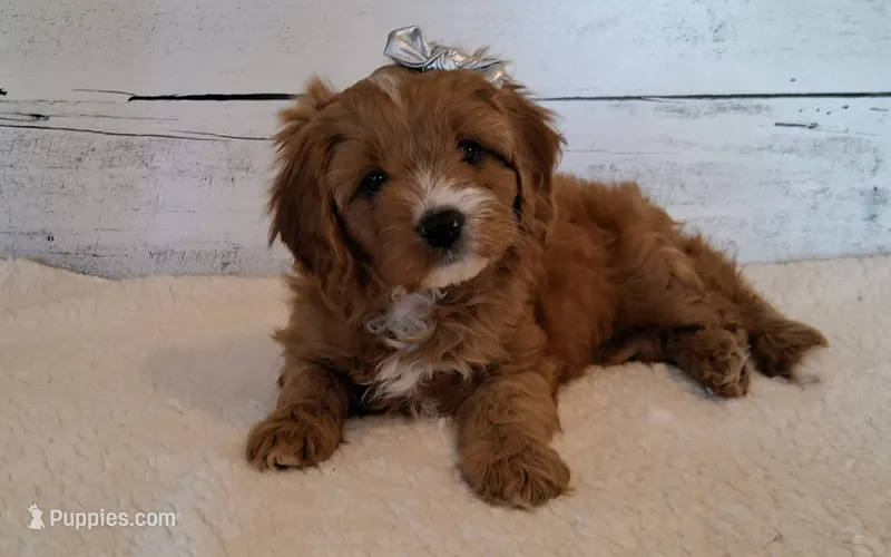 Reserved  – Cavapoo puppy for sale in Hancock, MN