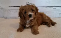 Reserved , a female Cavapoo for sale in Hancock, MN – 2 of 6