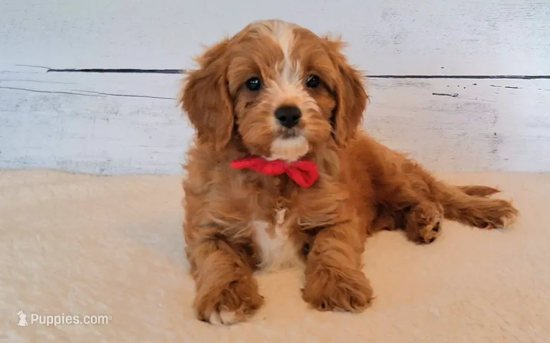 Donald – Cavapoo puppy for sale in Hancock, MN