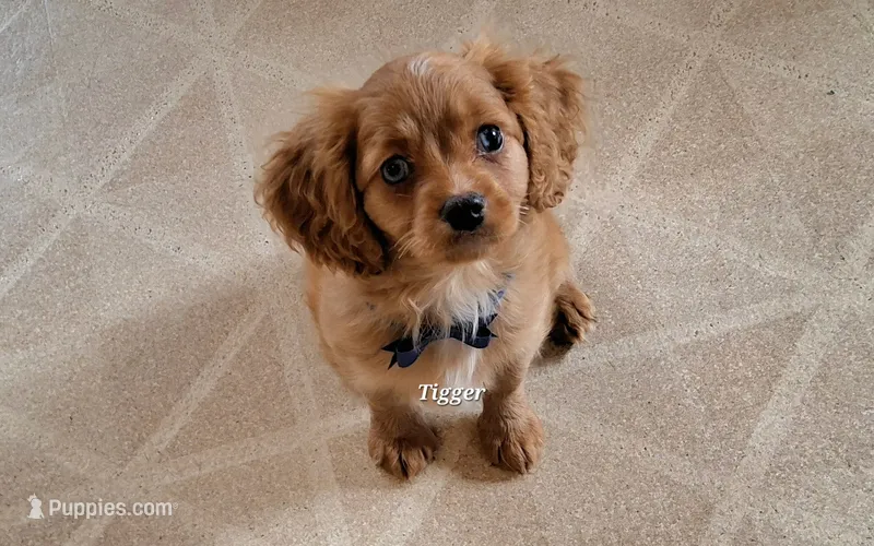Tigger – Cavapoo puppy for sale in Hancock, MN
