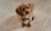 Reserved , a male Cavapoo for sale in Hancock, MN – 1 of 5