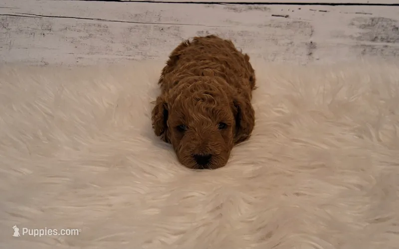 Rustin 8-11 lbs. – Poodle - Miniature  puppy for sale in Hancock, MN