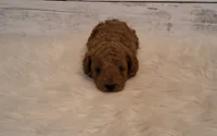 Rustin 8-11 lbs., a male Poodle - Miniature  for sale in Hancock, MN – 1 of 1