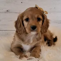 Reserved , a female Cavapoo for sale in Hancock, MN – Photo 1 of 3