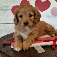Reserved , a female Cavapoo for sale in Hancock, MN – Photo 2 of 3