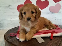 Rose, a female Cavapoo for sale in Hancock, MN – Photo 1 of 2
