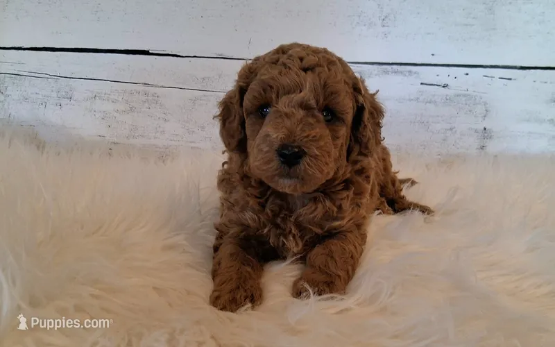 Rustin 8-11 lbs. – Poodle - Miniature  puppy for sale in Hancock, MN