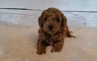Rustin 8-11 lbs., a male Poodle - Toy  and Poodle - Miniature  for sale in Hancock, MN – 4 of 5