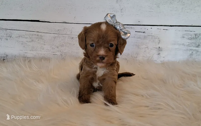 Kanga (small) – Cavapoo puppy for sale in Hancock, MN