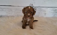 Kanga (small), a female Cavapoo for sale in Hancock, MN – 1 of 1