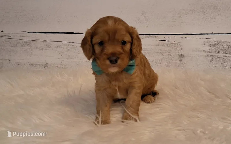 Winnie – Cavapoo puppy for sale in Hancock, MN