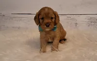 Winnie, a male Cavapoo for sale in Hancock, MN – 1 of 1