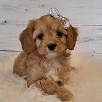 Reserved , a female Cavapoo for sale in Hancock, MN – Photo 1 of 3