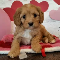 Reserved , a female Cavapoo for sale in Hancock, MN – Photo 2 of 3