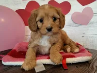 Ruby, a female Cavapoo for sale in Hancock, MN – Photo 1 of 2
