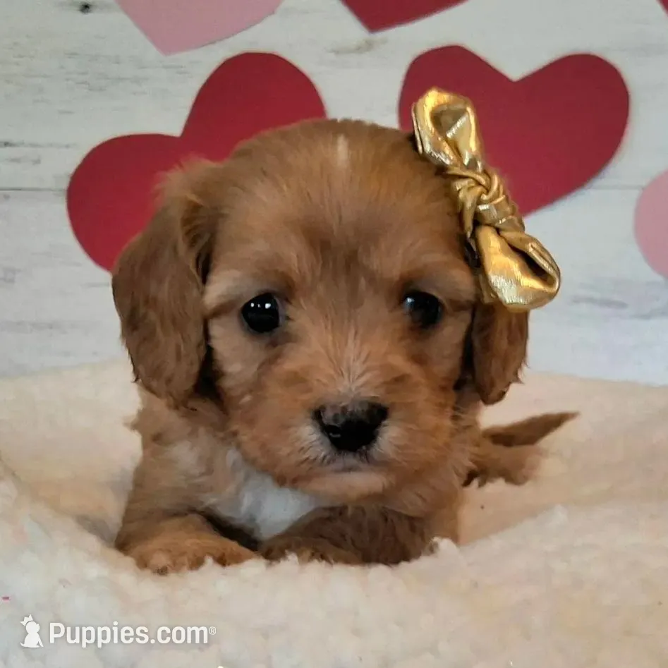 Ruby, a female Cavapoo for sale in Hancock, MN – Photo 2 of 2