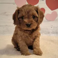 Reserved , a male Cavapoo for sale in Hancock, MN – Photo 2 of 3