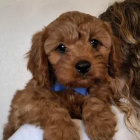 Reserved , a male Cavapoo for sale in Hancock, MN – Photo 1 of 3