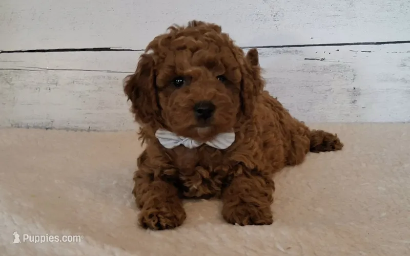 Rustin 8-11 lbs. – Poodle - Miniature  puppy for sale in Hancock, MN