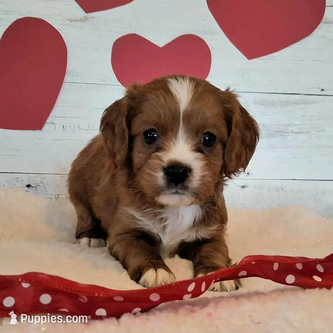 Teddy, a male Cavapoo for sale in Hancock, MN – Photo 2 of 2