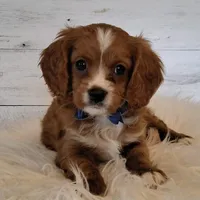 Reserved! , a male Cavapoo for sale in Hancock, MN – Photo 1 of 3