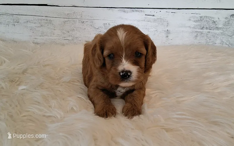 Daisy – Cavapoo puppy for sale in Hancock, MN