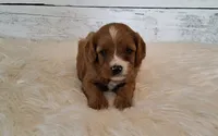 Reserved , a female Cavapoo for sale in Hancock, MN – 1 of 1
