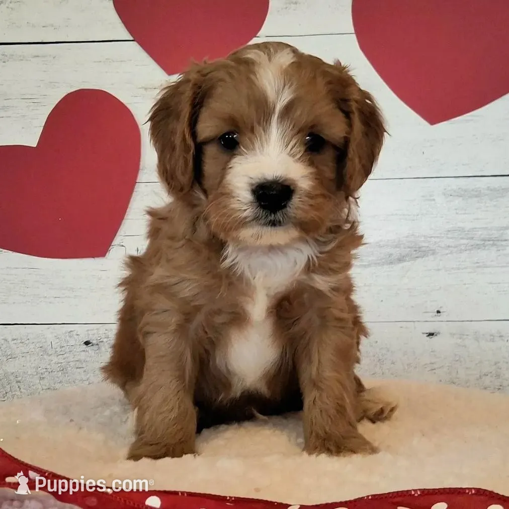 Cupid, a male Cavapoo for sale in Hancock, MN – Photo 2 of 2