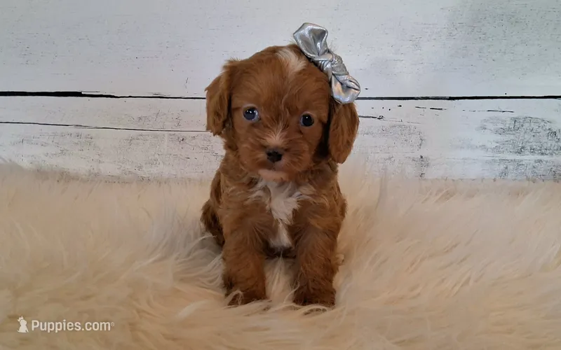 Kanga (small) – Cavapoo puppy for sale in Hancock, MN