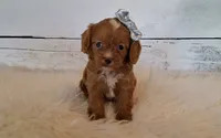 Reserved , a female Cavapoo for sale in Hancock, MN – 3 of 4