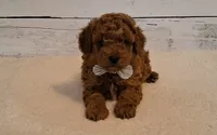 Rustin 8-11 lbs., a male Poodle - Toy  and Poodle - Miniature  for sale in Hancock, MN – 3 of 5