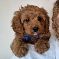 Handsome!, a male Cavapoo for sale in Hancock, MN – Photo 1 of 3