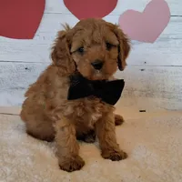 Handsome!, a male Cavapoo for sale in Hancock, MN – Photo 2 of 3