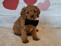 Handsome, a male Cavapoo for sale in Hancock, MN – Photo 1 of 2