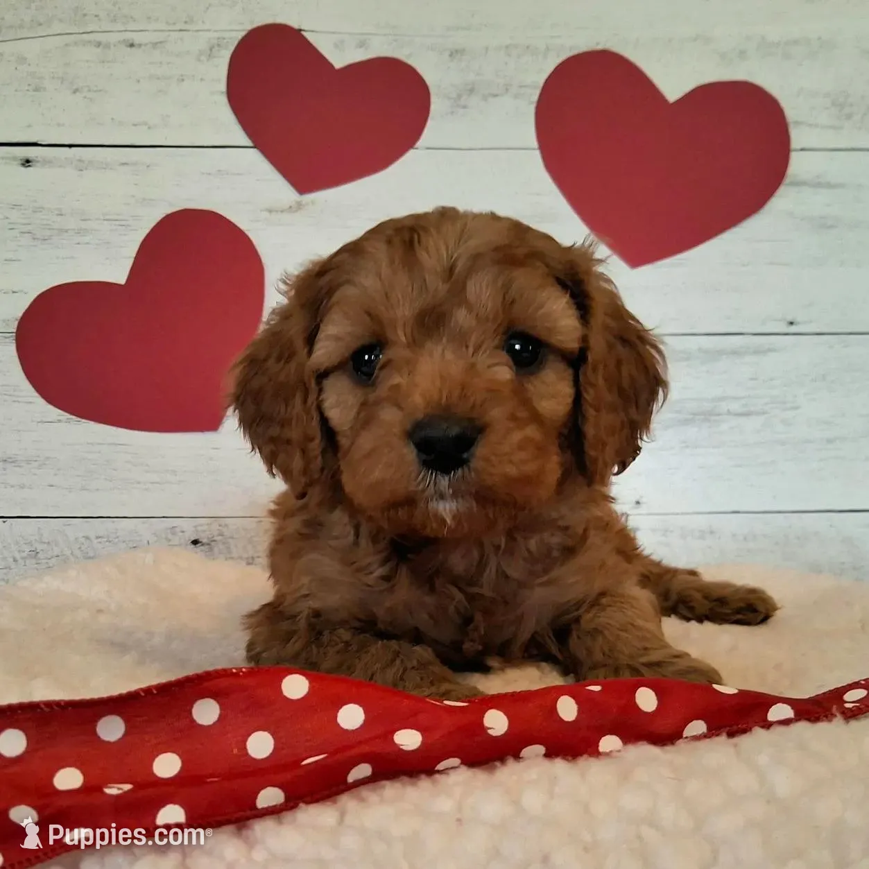 Handsome, a male Cavapoo for sale in Hancock, MN – Photo 2 of 2