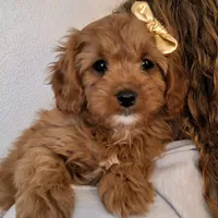 Reserved , a female Cavapoo for sale in Hancock, MN – Photo 1 of 3