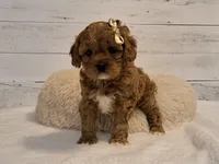JUST ARRIVED!, a female Cavapoo for sale in Hancock, MN – Photo 2 of 2