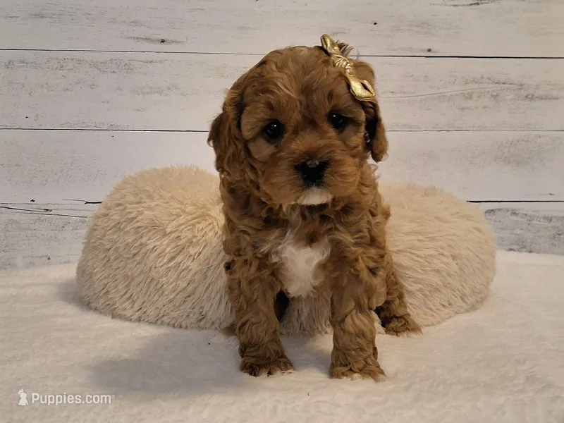 JUST ARRIVED! – Cavapoo puppy for sale in Hancock, MN