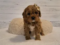 JUST ARRIVED!, a female Cavapoo for sale in Hancock, MN – Photo 1 of 2
