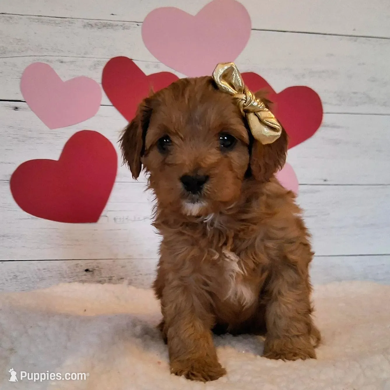 Valentine, a female Cavapoo for sale in Hancock, MN – Photo 2 of 2