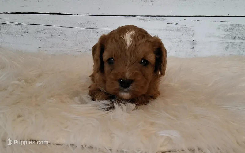 Dewey – Cavapoo puppy for sale in Hancock, MN
