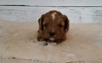 Dewey, a male Cavapoo for sale in Hancock, MN – 1 of 1