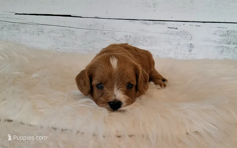 HUEY – Cavapoo puppy for sale in Hancock, MN
