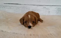 HUEY, a male Cavapoo for sale in Hancock, MN – 1 of 1