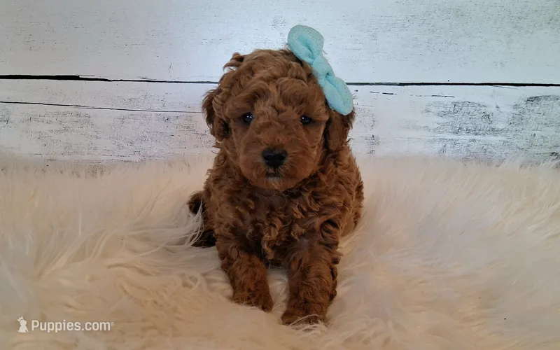Reserved  – Poodle - Miniature  puppy for sale in Hancock, MN