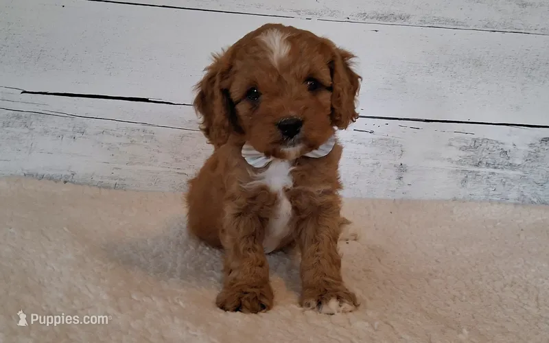 Dewey – Cavapoo puppy for sale in Hancock, MN