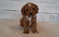 Reserved , a male Cavapoo for sale in Hancock, MN – 1 of 3