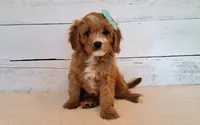 Reserved , a female Cavapoo for sale in Hancock, MN – 1 of 6