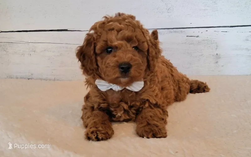 Rustin 8-11 lbs. – Poodle - Miniature  puppy for sale in Hancock, MN