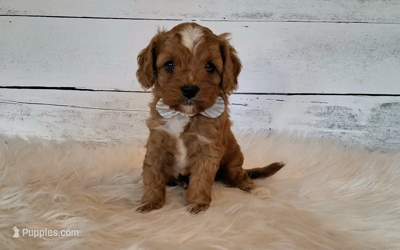 Dewey – Cavapoo puppy for sale in Hancock, MN
